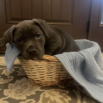 Catahoula Leopard Dog and Mastiff Dogs Available for Adoption in Union Grove, Wisconsin - Bluey | PetCurious