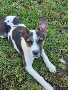 Rescue Mixed Breed Dogs for Adoption in Ashville, Ohio - Three Siblings ~ Moo Moo | PetCurious