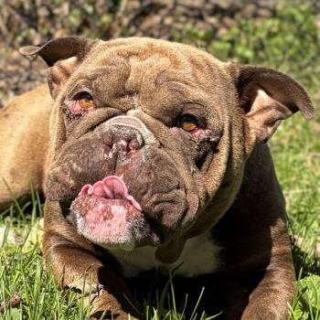 Bulldog Dogs Available for Adoption in Jefferson, Wisconsin - Baked Potato | PetCurious