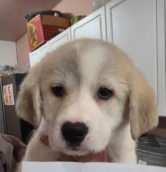 Retriever Dogs Available for Adoption in Thompson Falls, Montana - Safari | PetCurious