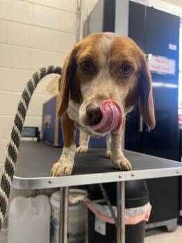 Beagle Dogs Available for Adoption - Sir Gherkin | PetCurious