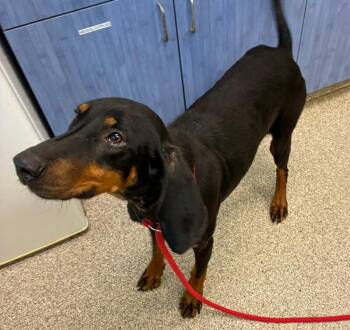 Wade -  Coonhound Dog for Adoption in Disputanta, Virginia - Wade | PetCurious