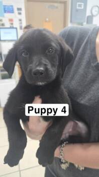 Chicago -  Labrador Retriever and Mixed Breed Dog for Adoption in Largo, Florida - Chicago | PetCurious