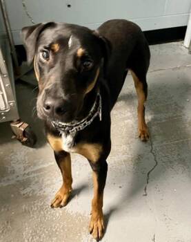 Doberman Pinscher and Siberian Husky Dogs Available for Adoption in Sacramento, California - Toffee | PetCurious