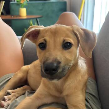 Jule -  Mixed Breed Dog for Adoption in Rincón, Rincón - Jule | PetCurious