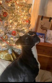 Labrador Retriever Dogs Available for Adoption in Statesville, North Carolina - Miracle | PetCurious