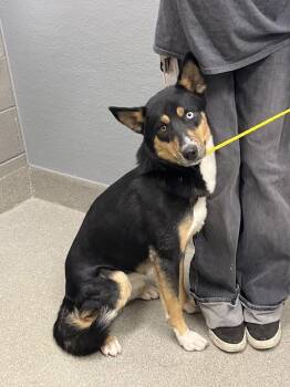BRODY WALLACE -  Husky and Mixed Breed Dog for Adoption in Las Vegas, Nevada - BRODY WALLACE | PetCurious