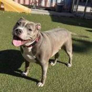 Chance -  Pit Bull Terrier Dog for Adoption in Hilliard, Ohio - Chance | PetCurious
