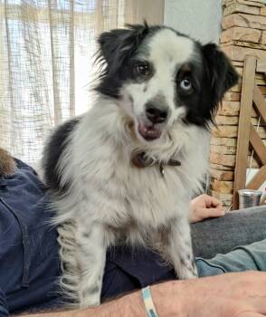 Rescue Border Collie and Australian Shepherd Dogs for Adoption in The Woodlands, Texas - Blue | PetCurious