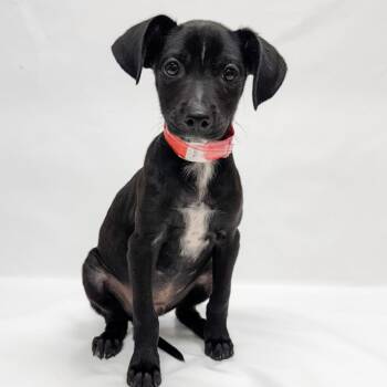 686 (2026) Sebastian -  Chihuahua and Mixed Breed Dog for Adoption in Parker, Colorado - 686 (2026) Sebastian | PetCurious