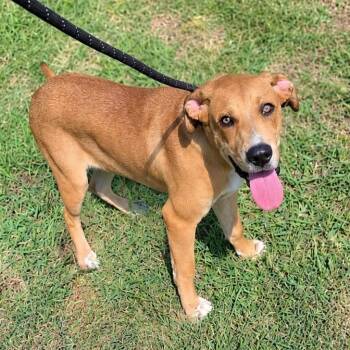Ruckus -  Mixed Breed Dog for Adoption in Durant, Oklahoma - Ruckus | PetCurious