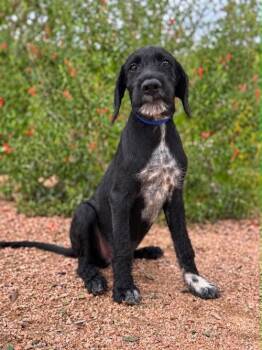 Ryder -  Labradoodle and Labrador Retriever Dog for Adoption in Boerne, Texas - Ryder | PetCurious