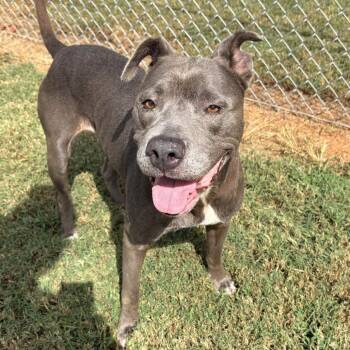Luna Nuna -  Mixed Breed Dog for Adoption in Greenville, South Carolina - Luna Nuna | PetCurious