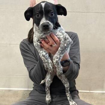 Mixed Breed Dogs Available for Adoption - Frank Sinatra | PetCurious