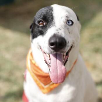 CLYDE -  Border Collie Dog for Adoption in San Antonio, Texas - CLYDE | PetCurious