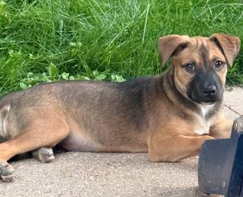 Briette -  Pit Bull Terrier and Cattle Dog Dog for Adoption in Fort Lupton, Colorado - Briette | PetCurious