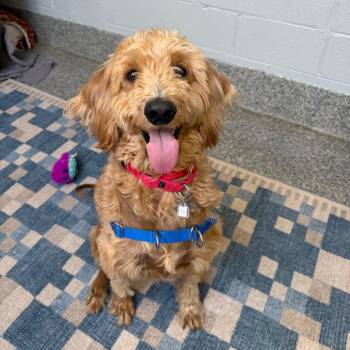 Claire -  Poodle and Mixed Breed Dog for Adoption in Falls Church, Virginia - Claire | PetCurious