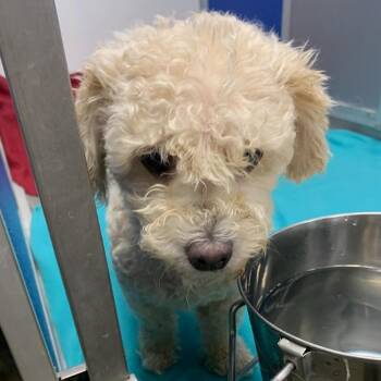 Mixed Breed Dogs Available for Adoption in Webster, Texas - Pebbles | PetCurious