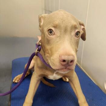 Benjamin -  Pit Bull Terrier Dog for Adoption in Los Angeles, California - Benjamin | PetCurious