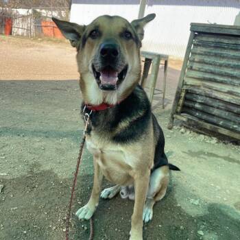 German Shepherd Dog Dogs Available for Adoption in Austin, Texas - Jackson Pollock | PetCurious