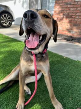 German Shepherd Dog Dogs Available for Adoption in Manhattan Beach, California - Bonnie | PetCurious
