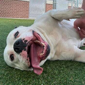 Terrier and Mixed Breed Dogs Available for Adoption in Gastonia, North Carolina - Polly | PetCurious