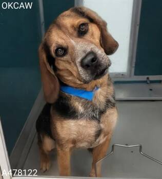 A478122 -  Hound Dog for Adoption in Oklahoma City, Oklahoma - A478122 | PetCurious