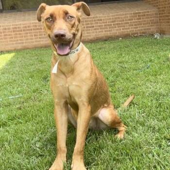 Francis -  Hound Dog for Adoption in Birmingham, Alabama - Francis | PetCurious