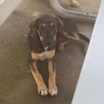 Genica -  Shepherd and Mixed Breed Dog for Adoption in Edinburg, Texas - Genica | PetCurious