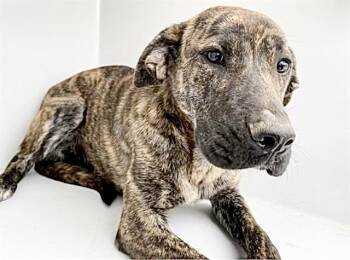 Plott Hound Dogs Available for Adoption in Houston, Texas - A654720 | PetCurious