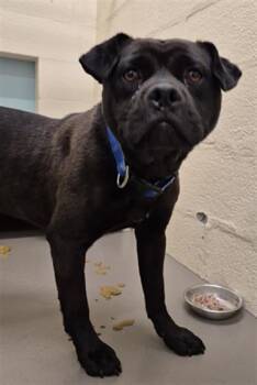 Pit Bull Terrier and Mixed Breed Dogs Available for Adoption in Hagerstown, Maryland - OTTO | PetCurious