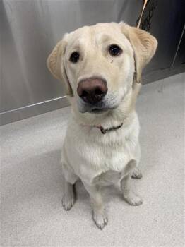 Labrador Retriever and Husky Dogs Available for Adoption in Fairbanks, Alaska - MAX | PetCurious