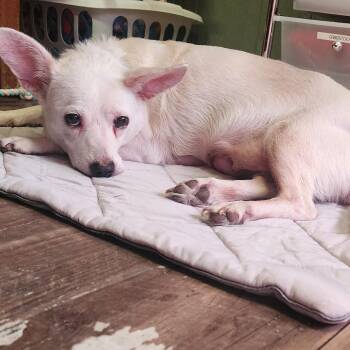Natty -  Terrier and Mixed Breed Dog for Adoption in Evensville, Tennessee - Natty | PetCurious