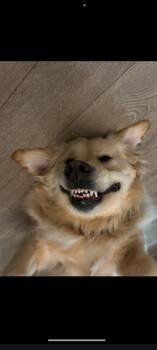 BENTLEY - Dog & Child friendly -  Golden Retriever Dog for Adoption in Toronto, Ontario - BENTLEY - Dog & Child Friendly | PetCurious