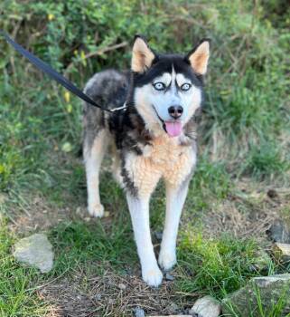 Hope -  Husky Dog Available for Adoption in Ellijay, Georgia - Hope | PetCurious