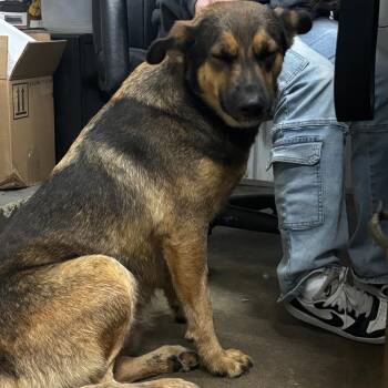 Bruna -  Mixed Breed Dog for Adoption in Corbin, Kentucky - Bruna | PetCurious