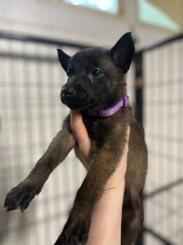 Belgian Shepherd Malinois Dogs Available for Adoption in Imlay City, Michigan - DND Litter - Bulette - Located In NC | PetCurious
