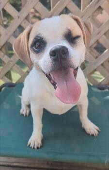 Rescue Beagle Dogs for Adoption in Lincolnwood, Illinois - Jeannie | PetCurious