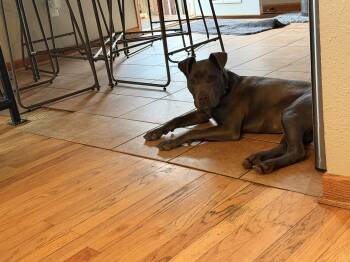 Mixed Breed Dogs Available for Adoption in Madison, Wisconsin - Phoenix  | PetCurious