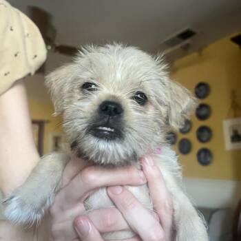 Flopsey -  Brussels Griffon and Terrier Dog for Adoption in Oceanside, California - Flopsey | PetCurious