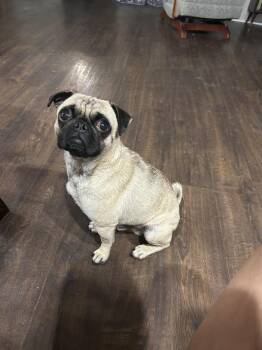 Pig the Pug -  Pug Dog for Adoption in Brownstown, Indiana - Pig The Pug | PetCurious