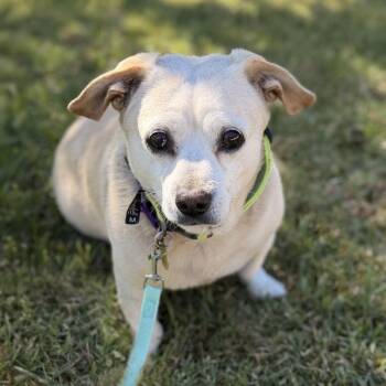 Winston -  Chihuahua and Dachshund Dog for Adoption in Oakland, California - Winston | PetCurious
