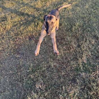 Rescue German Shepherd Dog Dogs for Adoption in Palmhurst, Texas - Gunnar | PetCurious