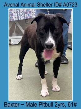 Rescue Pit Bull Terrier Dogs for Adoption in Avenal, California - Baxter | PetCurious