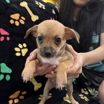 Pepper Jack -  Chihuahua Dog Available for Adoption in Liverpool, Texas - Pepper Jack | PetCurious