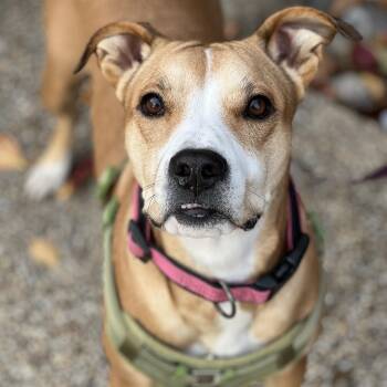 Rescue Mixed Breed Dogs for Adoption in Hughesville, Maryland - Hope | PetCurious