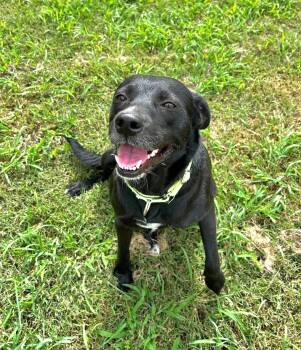 Trixie -  Labrador Retriever Dog for Adoption in San Antonio, Texas - Trixie | PetCurious