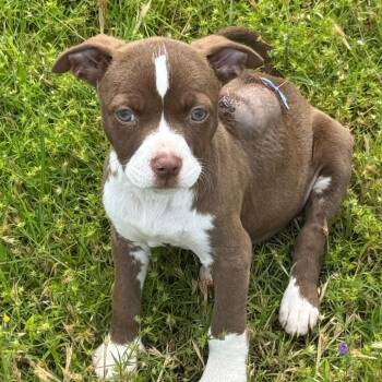 Terrier Dogs Available for Adoption - Tyme (Fiona) | PetCurious