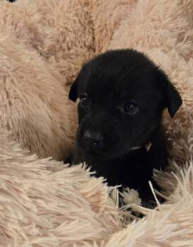 DeWitt / Tinker Belle -  Labrador Retriever and Mixed Breed Dog for Adoption in Broomfield, Colorado - DeWitt / Tinker Belle | PetCurious