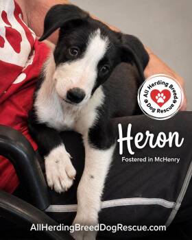 Heron -  Border Collie Dog for Adoption in Joliet, Illinois - Heron | PetCurious